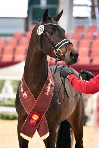 paard-75zackerey-don-juan-de-hus6937347-min-1-scaled-2.jpg