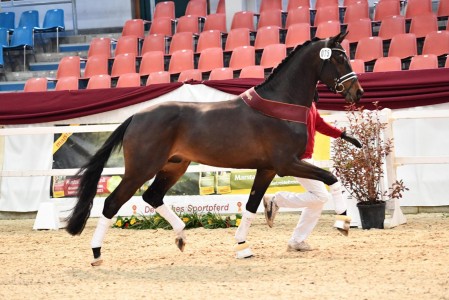 paard-75zackerey-don-juan-de-hus6937375-min-1-scaled.jpg