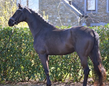 paard-dsc0003.jpg