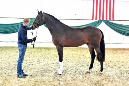 paard-emporer-stand-beelitz-schau-20212x.jpeg