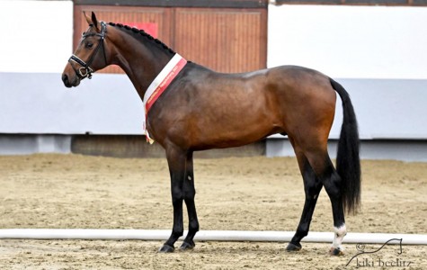 paard-escaneno-stand2x.jpeg