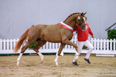 paard-fortepermemuenster21weg1279equitaris.jpeg