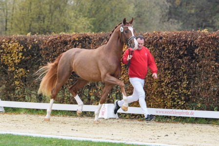 paard-fortepermemuenster21weg42equitaris.jpeg