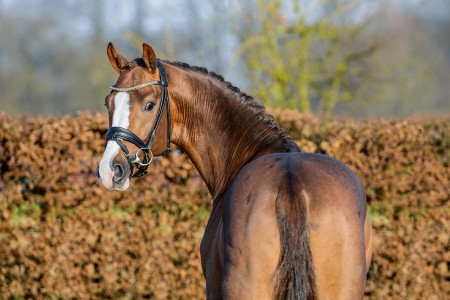 paard-juwelkopflodbergen21tbe2911kequitaris.jpeg