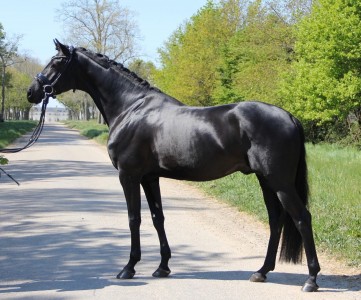 paard-max-2020.jpg