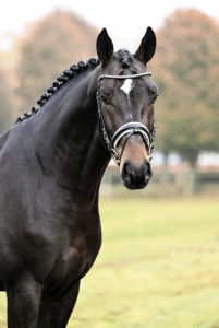 paard-schermafbeelding-2023-01-26-om-092707.png