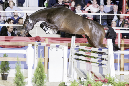 paard-sg.png
