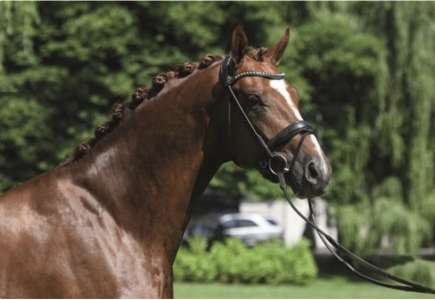 paard-so-unique-hoofd.png