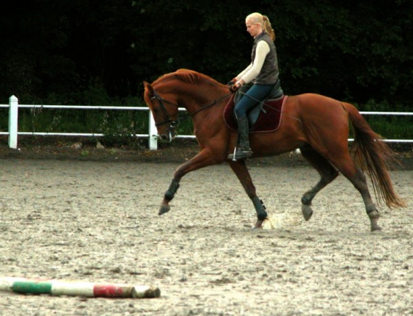 Pik Lanos: Goedgekeurd voor Selle Francais