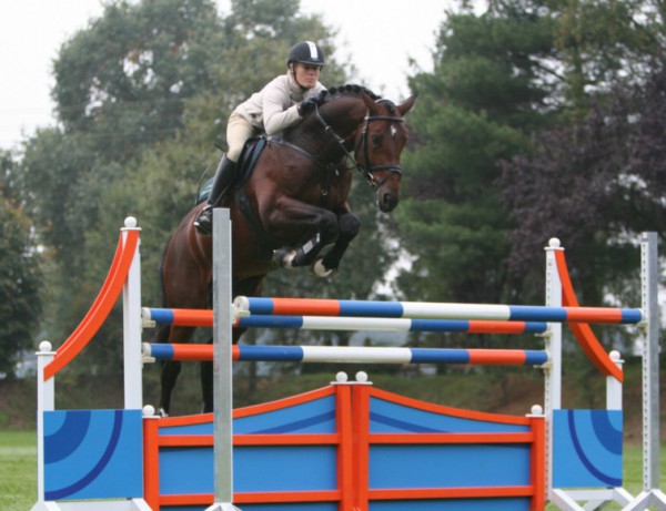 Sandro Boy Junior aan hengstenbestand toegevoegd