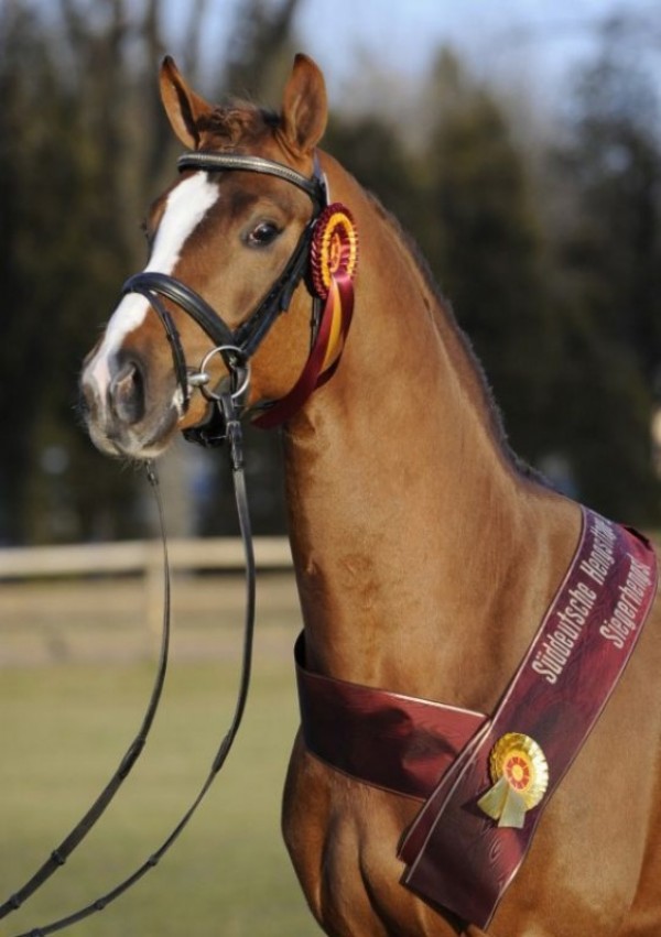 Sir Donnerhall et Cento livrent des champions en Allemagne du Sud