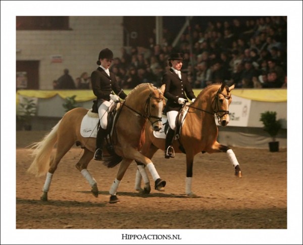 Nieuws van de pony-hengsten