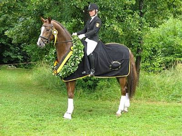 Sir Nymphenburg: landeskampioen van de 3-jarige hengsten