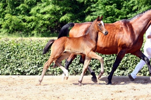 P. Schockemohle achète le demi-frère de Quaterback.