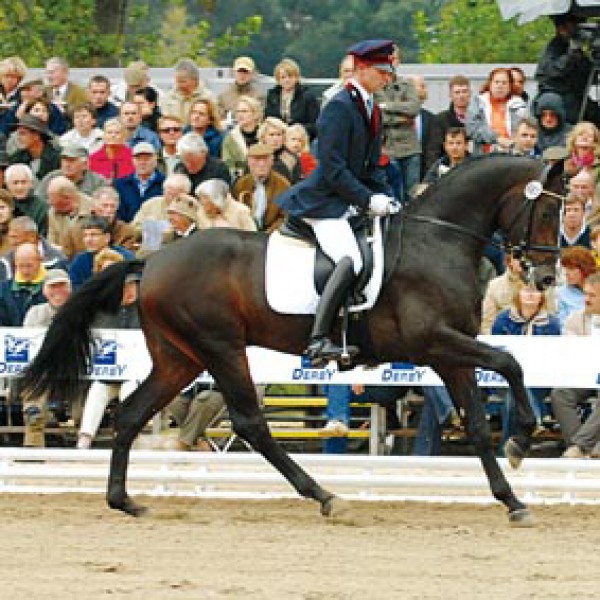 Lord Fantastic toegevoegd aan hengstenpagina