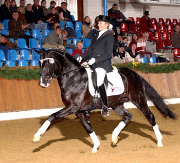 Staande Ovatie voor de kampioenshengst 'Duitse Rijpony's' BIG LIGHT