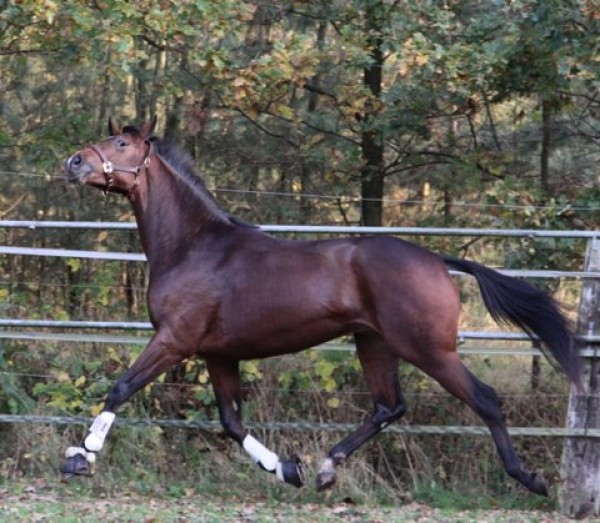 Lorenzo Lamas ter dekking via Bagoniebos