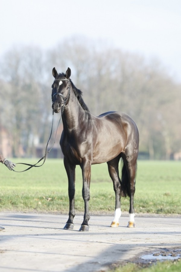 Dante Weltino toegevoegd aan collectie