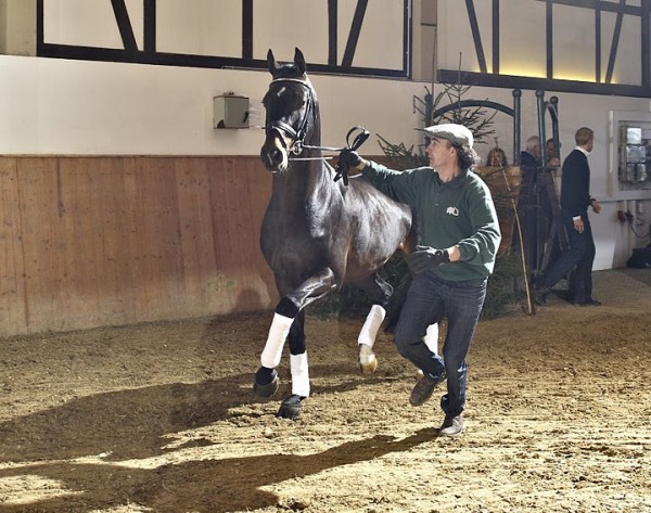 Hengstenshow gestüt Tannenhof: 26 Februari in Heidenrod!