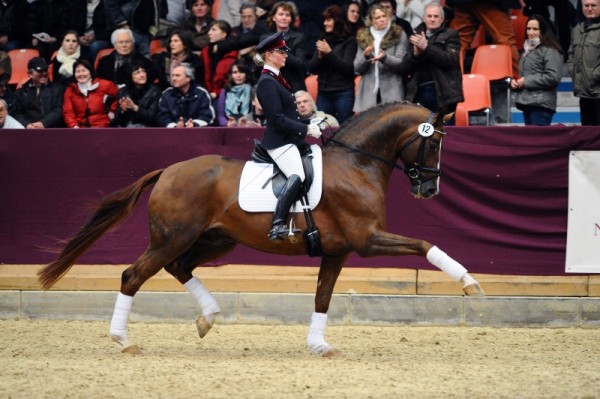 Quaterback ook goedgekeurd voor het HOLSTEINER Verband!