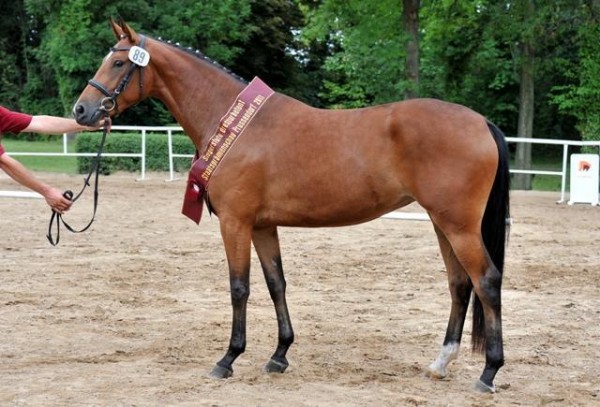 Lord Fantastic levert kampioensmerrie en reserve kampioen in Brandenburg!!