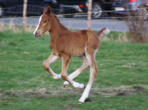 Eerste veulens geboren !