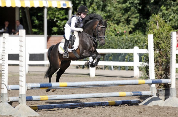 Ponyhengst RAKKER L onder het zadel van Mirte Meessens