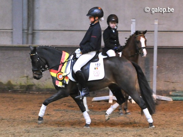 Pony hengst Rakker L overtuigd met zijn nafok.