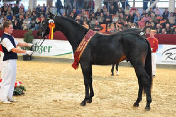 Hengstenkeuring Brandenburg: Quaterstern overtuigend Kampioen!