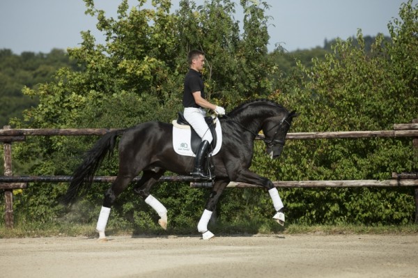 Hengst DOWNLOAD ook op hengstenshow