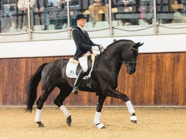 Rousseau Noir verkocht naar internationale dressuurstal!