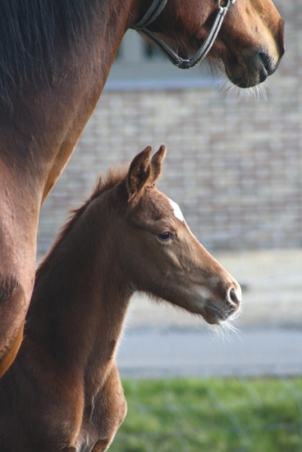 Eerste Veneno veulen geboren