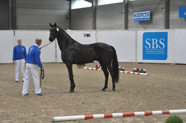 Maximus Jung HP du Winckel via Bagoniebos beschikbaar!