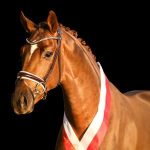 paard-lifetimekopf-132257.jpg